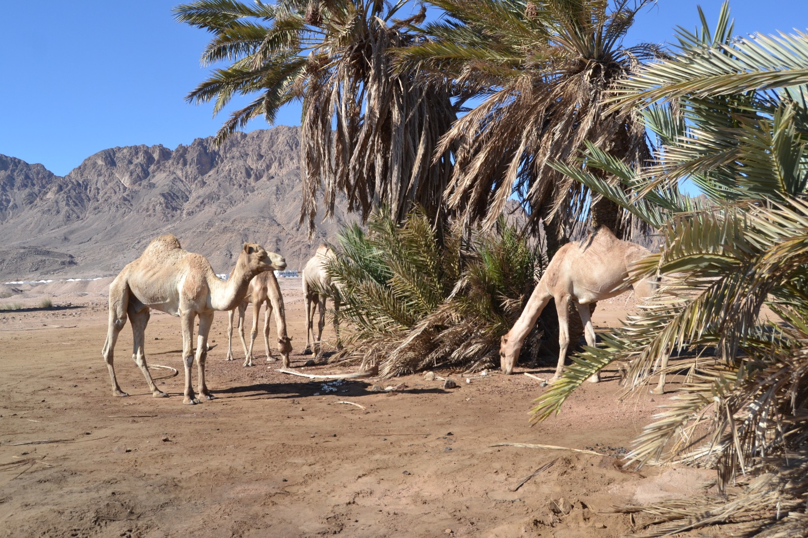 sharm