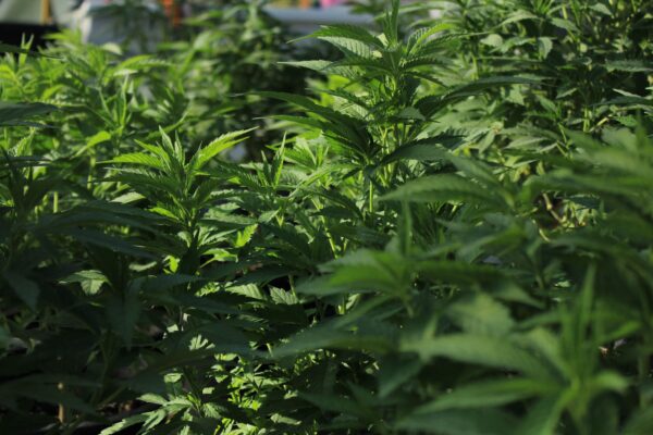 cannabis