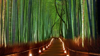 Photo of Il Paradiso verde del Giappone: la foresta di bambù di Arashiyama