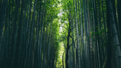 Photo of Il Paradiso verde del Giappone: la foresta di bambù di Arashiyama