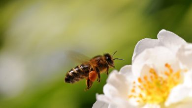 Photo of Lunga vita alle api, per il nostro futuro