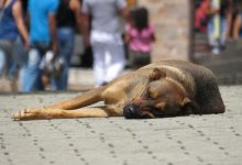 Photo of Un cane di strada