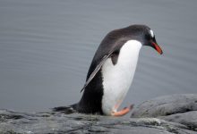 Photo of I pinguini sono “animali orribili” e altre verità sul loro conto